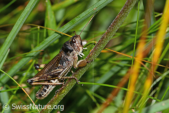 Foto: Sibirische Keulenschrecke (Gomphocerus sibiricus). Länge 18mm. Männchen. Ansicht von der Seite.