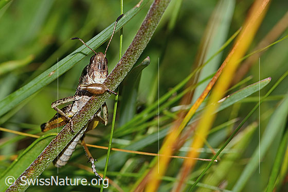 Foto: Sibirische Keulenschrecke (Gomphocerus sibiricus). Länge 18mm. Männchen. Ansicht von vorne unten.