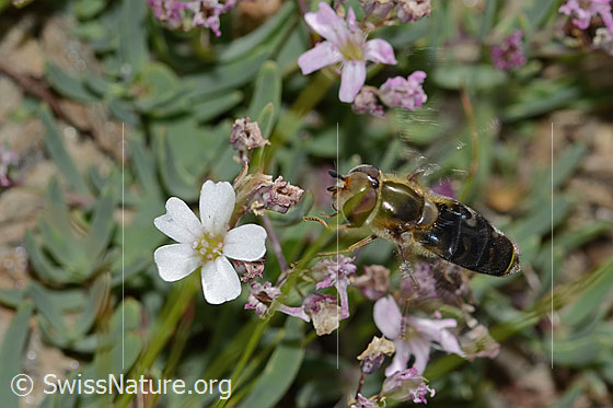 Photo: Scaeva selenitica on Gypsophila repens. Length 16mm. Female. On landing approach. View from above.