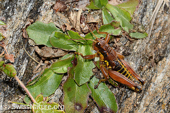 Foto: Gewöhnliche Gebirgsschrecke (Podisma pedestris). Länge 23mm. Männchen. Ansicht von oben.