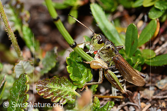 Foto: Sibirische Keulenschrecke (Gomphocerus sibiricus). Länge 20mm. Männchen. Ansicht von schräg vorne.