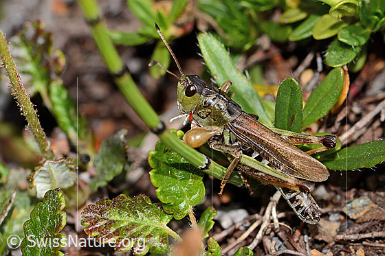 Foto: Sibirische Keulenschrecke (Gomphocerus sibiricus). Länge 20mm. Männchen. Ansicht von der Seite.