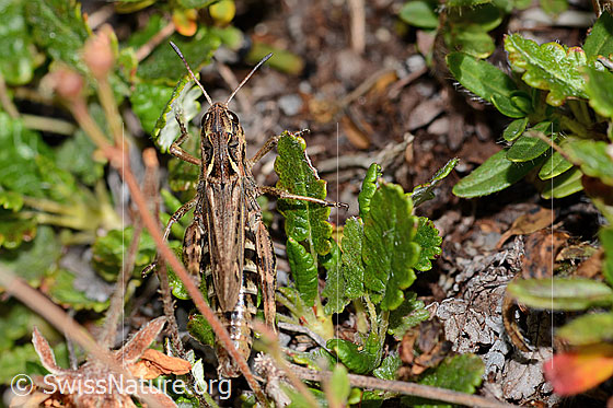 Foto: Sibirische Keulenschrecke (Gomphocerus sibiricus). Länge 25mm. Weibchen. Ansicht von oben.