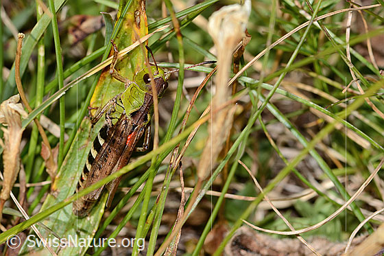 Foto: Sibirische Keulenschrecke (Gomphocerus sibiricus). Länge 23mm. Weibchen. Ansicht von schräg vorne oben.