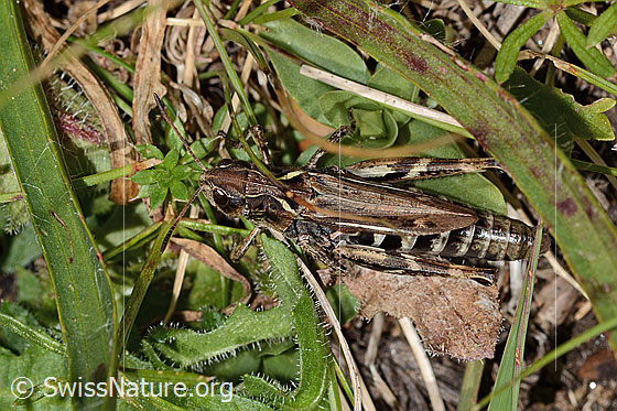 Foto: Sibirische Keulenschrecke (Gomphocerus sibiricus). Länge 25mm. Ansicht von oben.