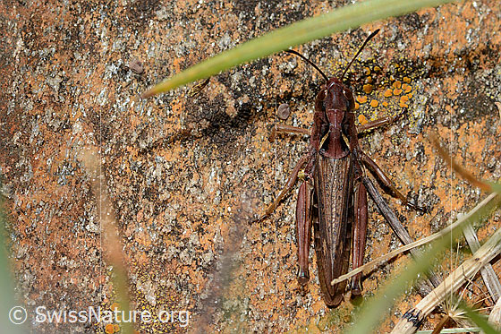 Foto: Sibirische Keulenschrecke (Gomphocerus sibiricus). Länge 25mm. Weibchen. Ansicht von oben.