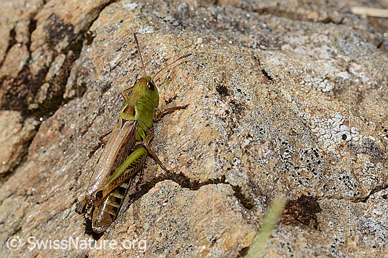 Foto: Sibirische Keulenschrecke (Gomphocerus sibiricus). Länge 25mm. Weibchen. Ansicht von schräg hinten.