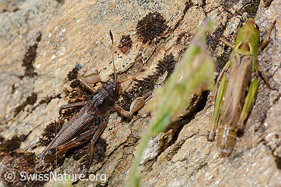 Foto: Sibirische Keulenschrecken (Gomphocerus sibiricus). Männchen und Weibchen.