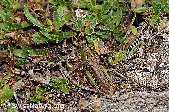 Foto: Sibirische Keulenschrecken (Gomphocerus sibiricus). Links Männchen. Rechts zwei Weibchen.