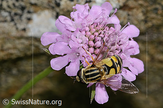 Photo: Helophilus trivittatus on Scabiosa lucida. Length 16mm. Female. Wings half open. View from above.