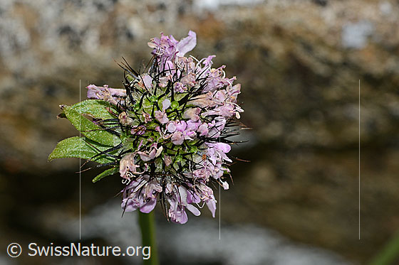 Foto: Glänzende Skabiose (Scabiosa lucida). Verblühte Blüte.