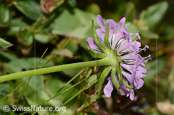 Foto: Glänzende Skabiose (Scabiosa lucida). Stängel und Blüte.