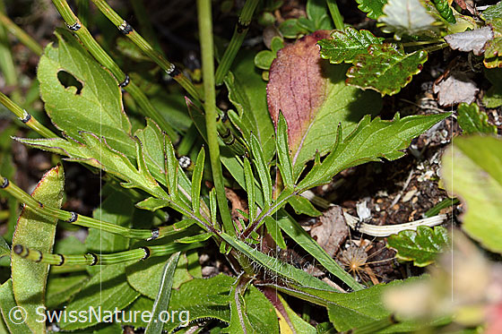 Foto: Glänzende Skabiose (Scabiosa lucida). Stängelblätter und Grundblätter.