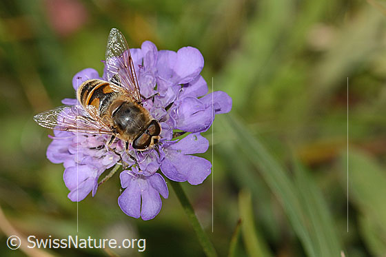 Foto: Mistbiene (Eristalis tenax) auf Glänzender Skabiose (Scabiosa lucida). Länge 16mm. Weibchen. Ansicht von oben.