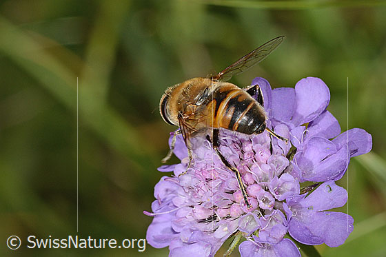 Foto: Mistbiene (Eristalis tenax) auf Glänzender Skabiose (Scabiosa lucida). Länge 16mm. Weibchen.  Ansicht von hinten.