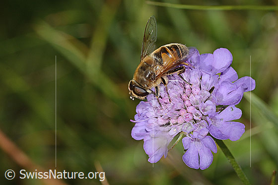 Foto: Mistbiene (Eristalis tenax) auf Glänzender Skabiose (Scabiosa lucida). Länge 16mm. Weibchen. Ansicht von seitlich oben.
