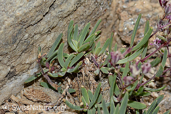 Foto: Kriechendes Gipskraut (Gypsophila repens). Blätter.