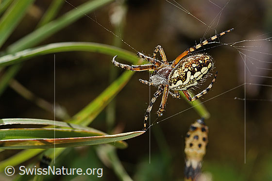 Foto: Eichblatt-Radspinne (Aculepeira ceropegia). Ansicht von oben.