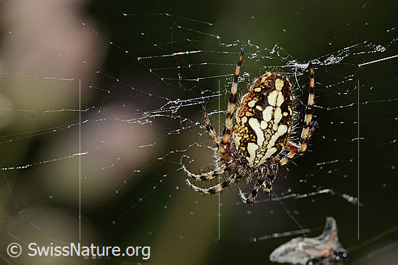 Foto: Eichblatt-Radspinne (Aculepeira ceropegia). Ansicht von oben.