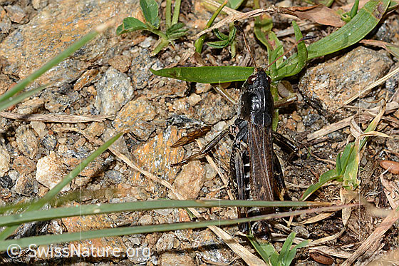 Foto: Sibirische Keulenschrecke (Gomphocerus sibiricus). Länge 20mm. Männchen. Ansicht von oben.