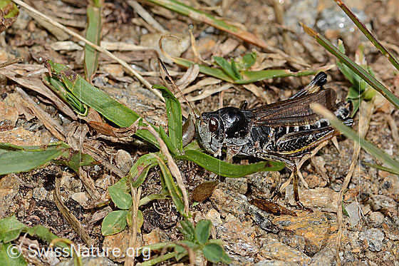 Foto: Sibirische Keulenschrecke (Gomphocerus sibiricus). Länge 20mm. Männchen. Ansicht von schräg vorne.
