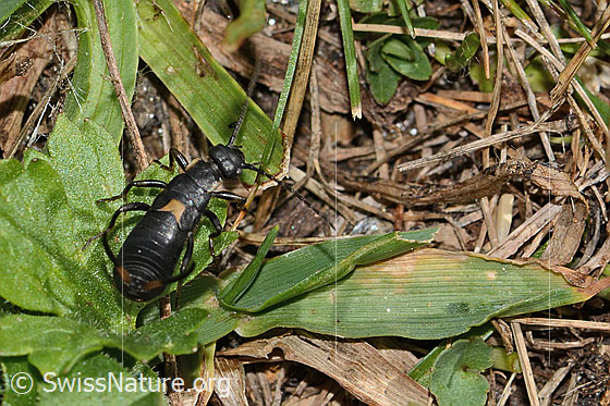 Foto: Zweipunkt-Ohrwurm (Anechura bipunctata). Länge 11mm. Nymphe. Ansicht von hinten oben.