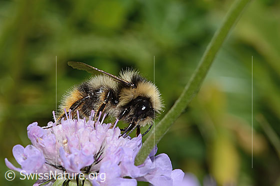 Foto: Wahrscheinlich Pyrenäenhummel (Bombus pyrenaeus) auf Glänzender Skabiose (Scabiosa lucida). Länge 20mm. Königin. Ansicht von schräg vorne.