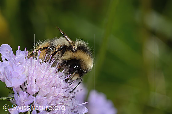 Foto: Wahrscheinlich Pyrenäenhummel (Bombus pyrenaeus) auf Glänzender Skabiose (Scabiosa lucida). Länge 20mm. Königin. Ansicht von schräg vorne.