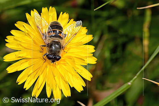 Foto: Mistbiene (Eristalis tenax) auf Steifhaarigem Milchkraut (Leontodon hispidus ssp. hispidus). Länge 16mm. Weibchen. Ansicht von oben.