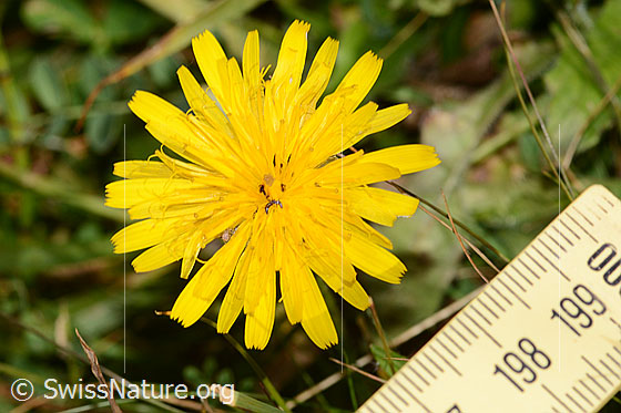Gewöhnliches Raues Milchkraut (Leontodon hispidus ssp. hispidus)