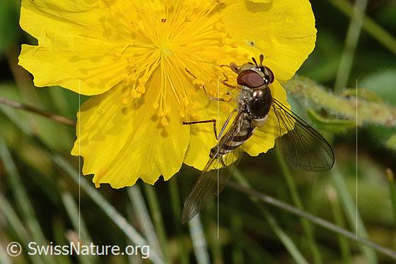 Foto: Goldhalsschwebfliege (Meliscaeva auricollis) auf Grossblütiges Sonnenröschen (Helianthemum nummularium ssp. grandiflorum). Länge 9mm. Weibchen. Ansicht von vorne oben.