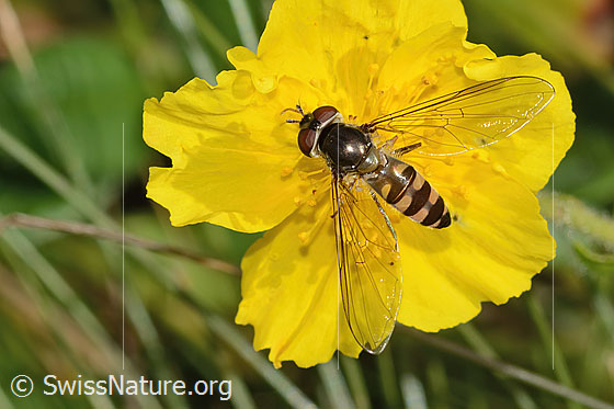 Goldhalsschwebfliege (Meliscaeva auricollis) auf Grossblütiges Sonnenröschen (Helianthemum nummularium ssp. grandiflorum)