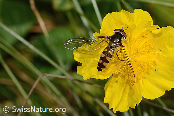 Foto: Goldhalsschwebfliege (Meliscaeva auricollis) auf Grossblütiges Sonnenröschen (Helianthemum nummularium ssp. grandiflorum). Länge 9mm. Weibchen. Flügel geöffnet. Ansicht von oben.