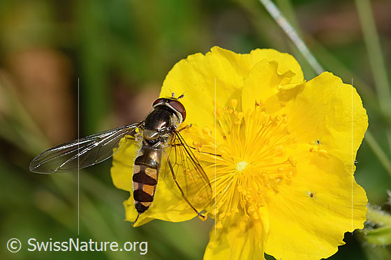 Foto: Goldhalsschwebfliege (Meliscaeva auricollis) auf Grossblütiges Sonnenröschen (Helianthemum nummularium ssp. grandiflorum). Länge 9mm. Weibchen. Flügel geöffnet. Ansicht von seitlich oben.