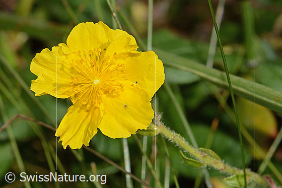 Photo: Probably Helianthemum nummularium ssp. grandiflorum. Blossom. View from above.
