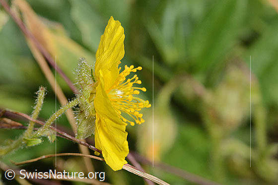 Foto: Wahrscheinlich Grossblütiges Sonnenröschen (Helianthemum nummularium ssp. grandiflorum).  Blüte, Kelch und Stängel. Ansicht von der Seite.