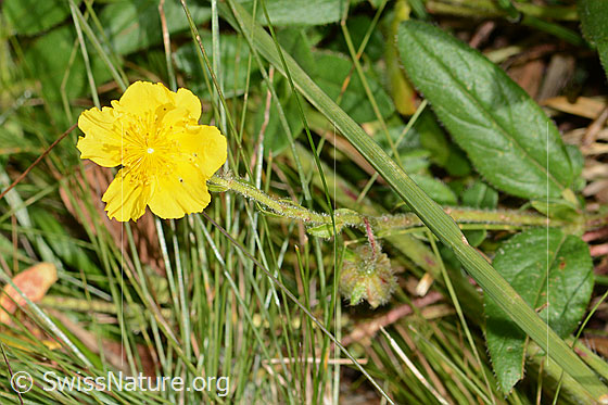 Foto: Wahrscheinlich Grossblütiges Sonnenröschen (Helianthemum nummularium ssp. grandiflorum). Ganze Pflanze.