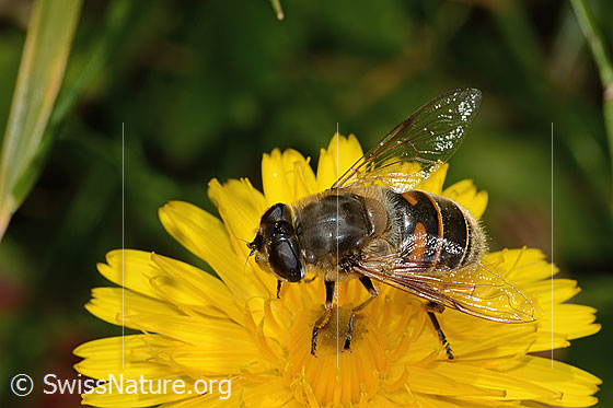 Foto: Mistbiene (Eristalis tenax) auf Steifhaarigem Milchkraut (Leontodon hispidus ssp. hispidus). Länge 16mm. Weibchen. Ansicht von schräg oben.