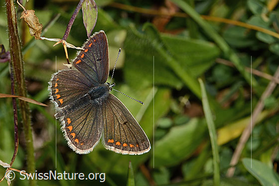 Grosser Sonnenröschen-Bläuling (Aricia artaxerxes)
