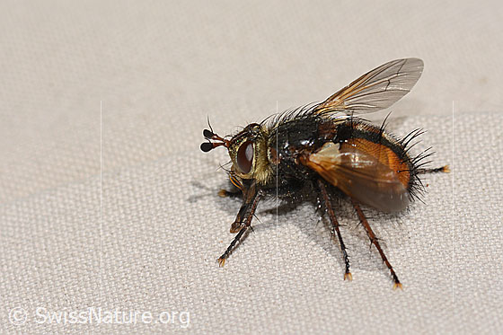 Peleteria ferina (Raupenfliege)