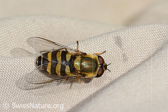 Foto: Behaarte Schwebfliege (Syrphus torvus). Länge 12mm. Weibchen. Ansicht von oben.