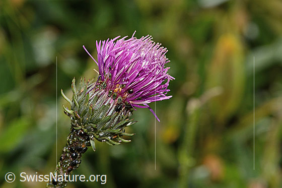 Foto: Wahrscheinlich Gewöhnliche Berg-Distel (Carduus defloratus ssp. defloratus). Blüte.
