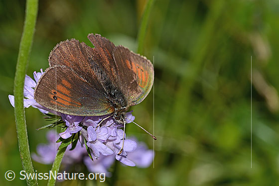 Foto: Schweizer Schillernder Mohrenfalter (Erebia tyndarus) auf Glänzender Skabiose (Scabiosa lucida). Flügel geöffnet. Ansicht von seitlich oben.