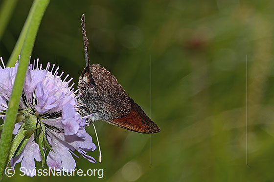 Foto: Schweizer Schillernder Mohrenfalter (Erebia tyndarus) auf Glänzender Skabiose (Scabiosa lucida). Flügel geöffnet. Ansicht von seitlich hinten unten.