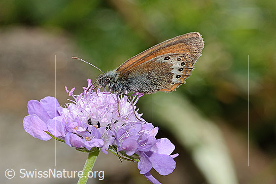 Foto: Alpen-Wiesenvögelchen (Coenonympha gardetta) auf Glänzender Skabiose (Scabiosa lucida). Flügel geschlossen. Ansicht von der Seite.