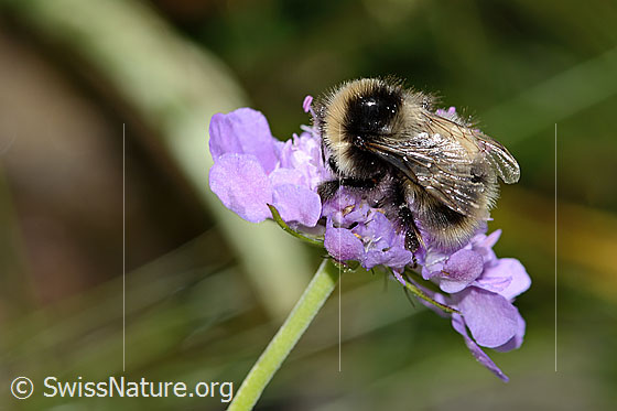 Foto: Wahrscheinlich Pyrenäenhummel (Bombus pyrenaeus) auf Glänzender Skabiose (Scabiosa lucida). Länge 20mm. Königin. Ansicht von seitlich oben.
