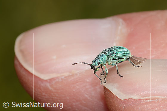 Photo: Phyllobius arborator. Length 6mm. View diagonally from the front.