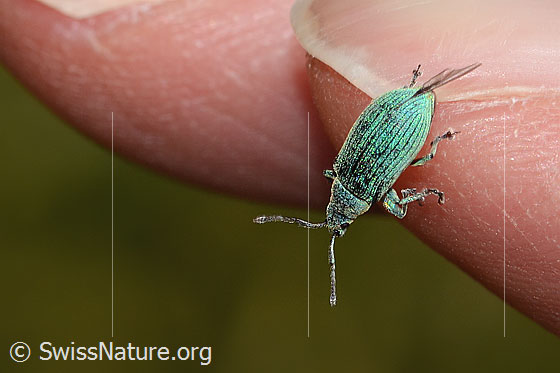 Foto: Gebirgs-Blattrüssler (Phyllobius arborator). Länge 6mm. Ansicht von oben.