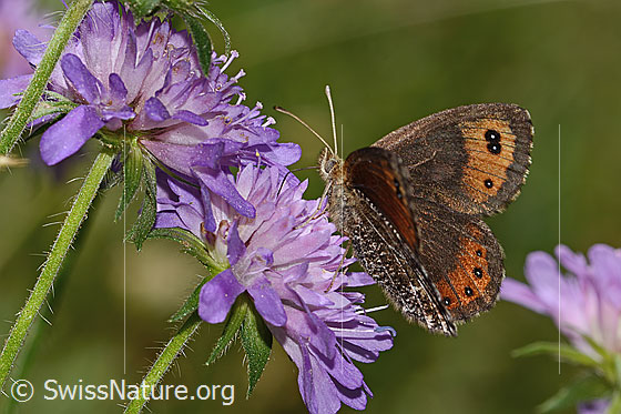 Foto: Wahrscheinlich Marmorierter Mohrenfalter (Erebia montana) auf Wald-Witwenblume (Knautia dipsacifolia). Flügel halb geöffnet. Ansicht von der Seite.