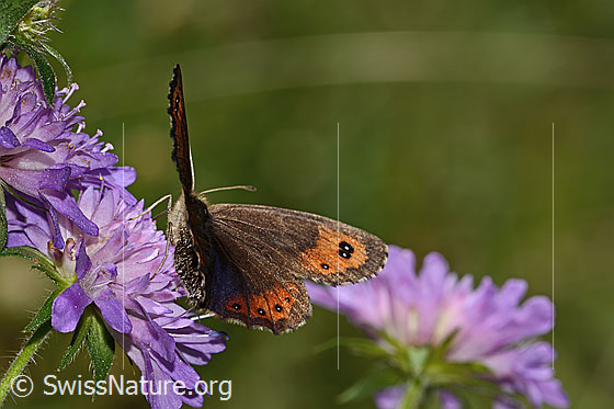 Marmorierter Mohrenfalter (Erebia montana) auf Wald-Witwenblume (Knautia dipsacifolia)